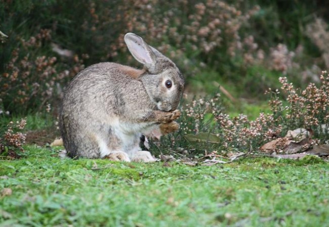 El conejo de monte