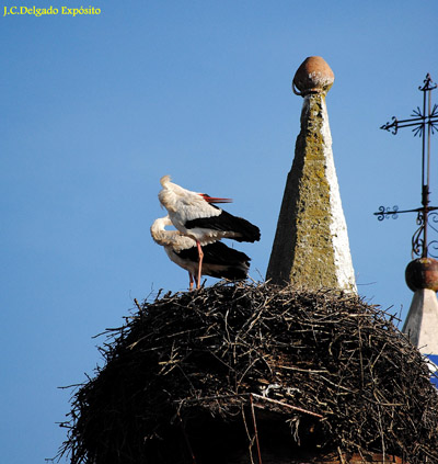 Estas cigüeñas blancas, emitían sus crotoreos esta tarde en su nido de la cúpula de la la iglesia de Santa María de Fregenal de la Sierra.
