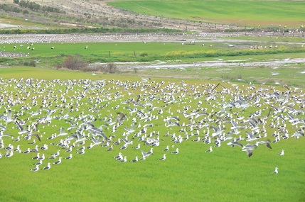 Me encantaría tener la habilidad de los cuentapájaros de la marisma para estimar cuántos