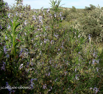 Les diré yo que el romero es una planta que florece todo el año, ahora mismo se pueden encontrar multitud de plantas de romero florecido, a pesar del frío.