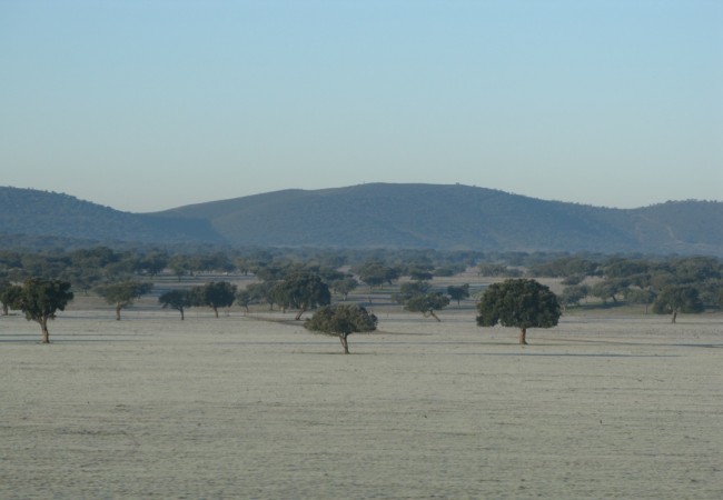 El paisaje que veo todas las mañanas desde el coche es blanco y verde, blanco el pastizal y verde el encinar.