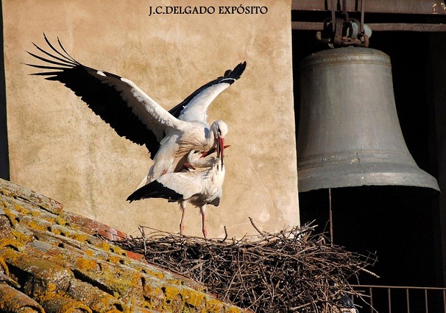 He podido observar a lo largo de los años, y esta semana ha sido la última vez, cómo las cigüeñas de los nidos de la torre del reloj se comportan como unas verdaderas “ladronas”.