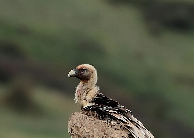 Otro buitre leonado fotografiado por Luis Ojembarrena.