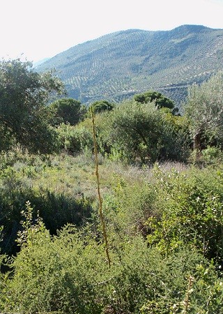 Las esparragueras se han disparado tras las lluvias abundantes del invierno y la subida de