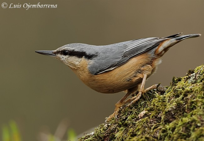 Este pájaro pequeñísimo, azul y gris como el cielo más inmenso, con pico de pájaro carpintero que deja en la madera una media luna, tiene una forma de trepar por el tronco que recuerda a la de las lagartijas, 
