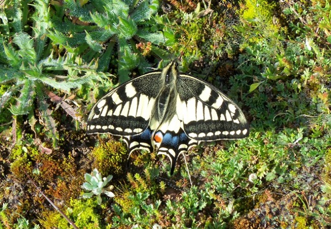 Querida Mónica:
 
Esta mañana, bajando por la ladera sur del viejo castillo almohade del Toleíllo, en Peñaflor, ví volar una preciosa mariposa.