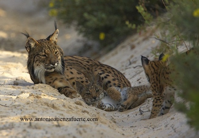 Buenos días. A esta hora de la mañana, 9:13, puedes seguir desde aquí a un lince en directo,
