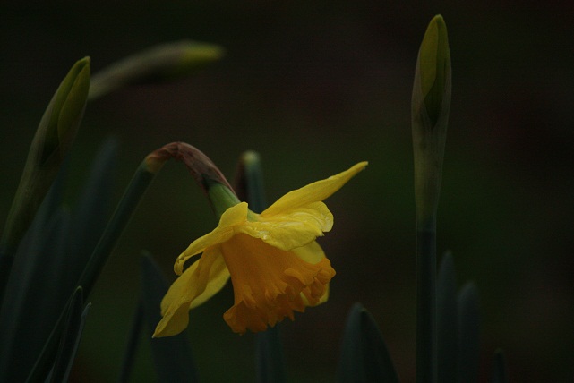 Hoy está lloviendo, y hace frío, pero ahí están los narcisos florecidos al pie de los cerezos, adormilados de mirarse a sí mismos en el espejo de los pocos días en los que viven, amarillos 
