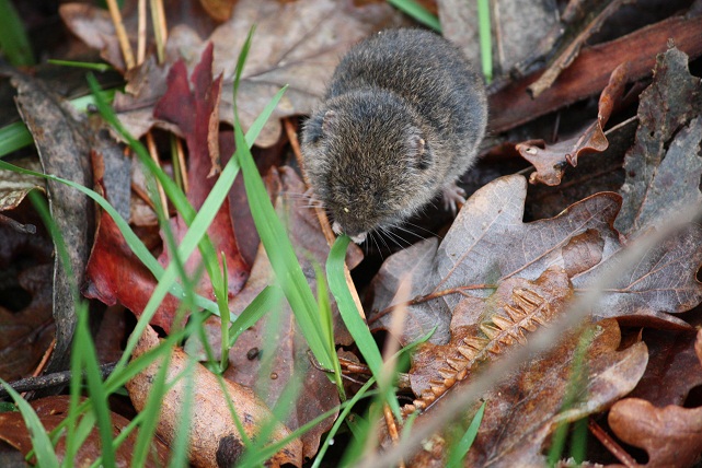 Resulta curiosísima la manera de comer las hierbas el topillo, al roerlas primero por la