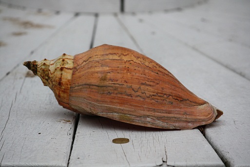 Caracola de la familia Volutidae que me traje de Uruguay.