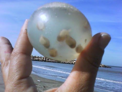 Esta foto fue sacada en el mes de mayo y no es común ver en las playas de Mar del Plata esta cantidad de huevos. 
Marisa 
