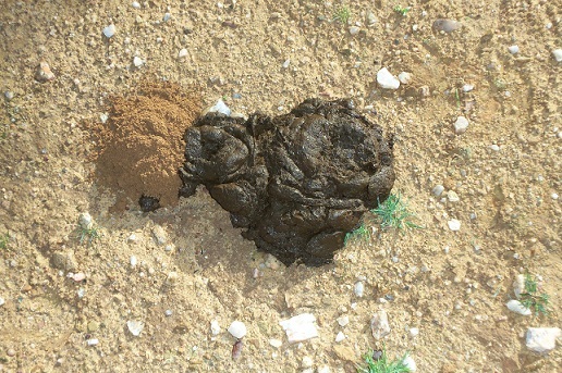 Hoy lunes por la mañana (N.de la R.: por ayer) encontré en una dehesa de la Sierra Norte sevillana un gran número de nidos de escarabajos coprófagos, supongo que primos hermanos de los

Joaquín