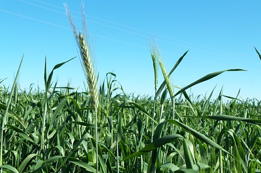 Se trata de las primeras espigas de una siembra de triticale, un híbrido de trigo y centeno que va muy bien en tierras ligeras que, además,

Joaquín