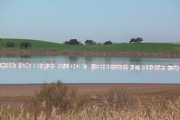 Ayer lunes 28 de febrero tuve la suerte de contemplar en una de las lagunas del Complejo Endorreico de La Lantejuela un espectáculo singular. Unas cuantas docenas de elegantes flamencos rosa estaban en fila,

Joaquín