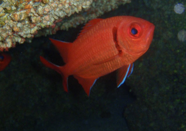 Hace un par de meses hice una foto que a muchos pescadores les dejo helados. En La Cueva de los Jureles o Punta Miradero fotografié a un Pez Soldado (Holocentrus sp.), 

Cristóbal Richart