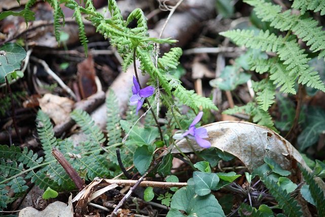 Otros años, las violetas empezaban a florecer cuando las ramas de los robles ya tenían hojas