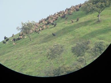 Dícese que por la gran abundancia que hay de ellos se están volviendo rapaces y hay quien asegura haberlos visto comiendo corderos.