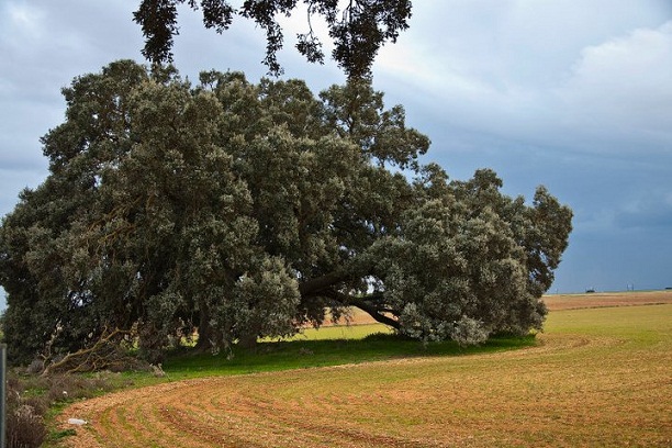 Esta zona cuyo principal cultivo es el cereal de secano, es área muy importante para las aves esteparias.

Julia