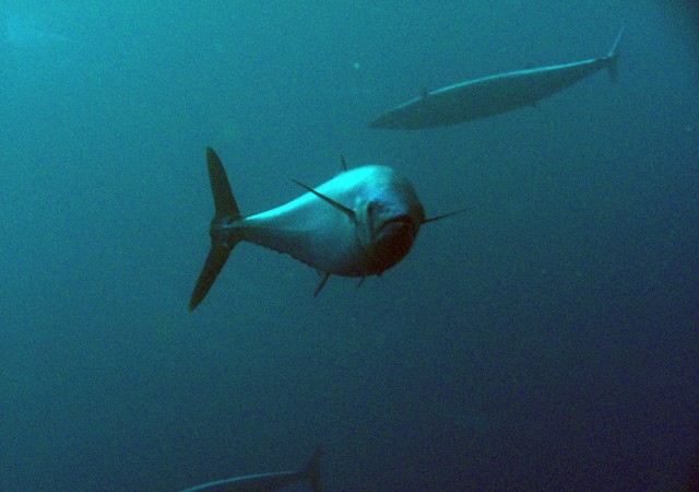 Peto (Acantocybhium solandri). Buceo La Restinga