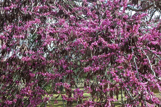 El Cercis siliquastrum está ahora en plena floración. Debe su nombre vulgar, árbol del amor,

Joaquín