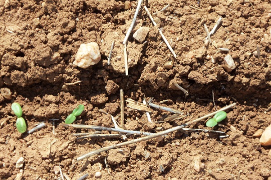 Plantitas de girasol