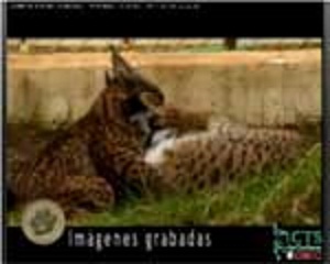 Desde Doñana, observa ahora mismo, a un lince nacido en 2009.