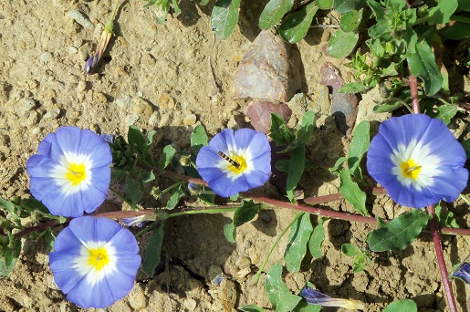 Te contaba el año pasado que se estaba extendiendo por el Valle del Guadalquivir una planta silvestre (me resisto a llamarle mala hierba) que antes sólo había visto en Baleares.

Joaquín