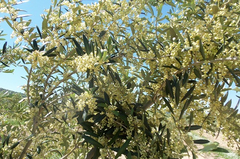 La floración del olivar, abundantísima con carácter general, se está adelantando. La foto, de un joven olivo arbequino, verdaderamente pletórico, fue tomada el pasado día 13.

Joaquín