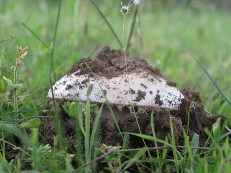 Gurumelo (Amanita ponderosa)