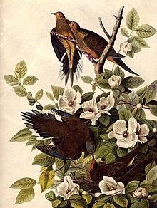 “El verdadero conservacionista es el que sabe que el mundo no es una herencia de sus padres sino un préstamo de sus hijos”

                        J.J. Audubon
