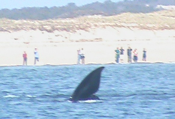 De las cuatrocientas ballenas francas boreales que quedan en el mundo, mis hijos y yo tuvimos el privilegio de contemplar al menos sesenta de ellas. Las divisamos desde 

Iñigo