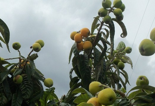 Florece durante los días más fríos del invierno y es el primero del huerto en ofrecernos sus frutos.


Joaquín
Ingeniero Agrónomo y Agricultor