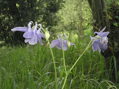 Las flores silvestres que estos días maravillosos invaden los campos no tienen nada que envidiar de los ejemplares de invernadero que venden en floristerías.

Ignacio