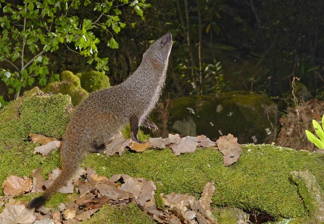 La primera vez que vi a los meloncillos, estaba en lo alto de una piedra en mitad de un montarral.
Antonio

(AUTOR DE LA FOTO: Andrés M.Dominguez)