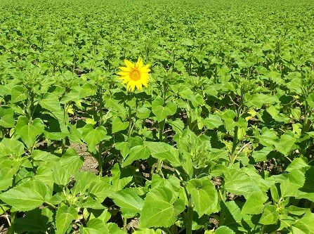 Ayer lunes he visto la primera inflorescencia de girasol. Parecía una barquita amarilla perdida en el verde intenso de un mar vegetal.

Joaquín