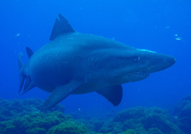 Efectivamente, es un Odontaspis ferox o solrayo, una especie bastante extraña.

Victoria            

FOTO: www.buceolarestinga.com