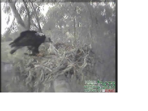 A esta hora de la tarde, 19:53, se puede observar al Águila Imperial alimentando a su polluelo en Soto Grande (Doñana).