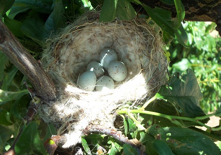 Ya sé que algun visitante de la web me dirá que se debe dejar tranquilos a los pájaros mientras están criando pero la experiencia me permite afirmar que haciéndolo con cuidado y sin tocar el nido, en el caso de los jilgueros no pasa nada.
Joaquín