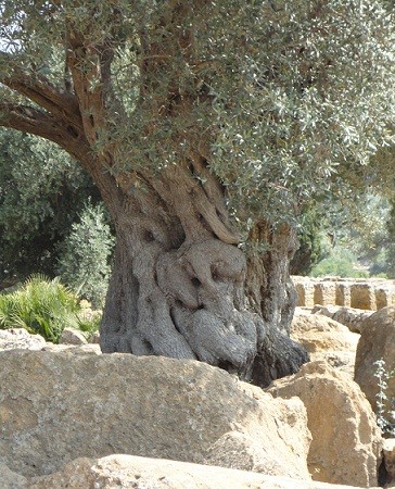 Olivo entre las piedras del Valle de los Templos, en Agrigento (Sicilia).

Mónica
