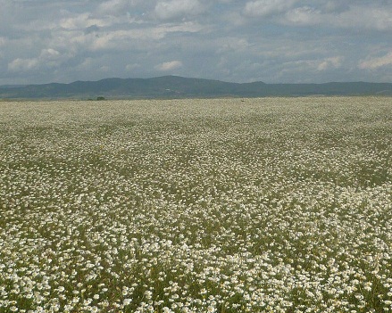 Las abundantes lluvias de este invierno han causado una subida importante del nivel freático lo que ha provocado que sólo vegeten margaritas inutilizando la pradera para el pastoreo.

Joaquín