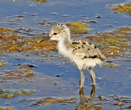 Esta mañana he estado en la laguna de Pétrola (Albacete). Aunque ya se veían semanas atrás pollitos de distintas especies, el “baby boom” ha tenido lugar en los últimos días.

Rafa Torralba