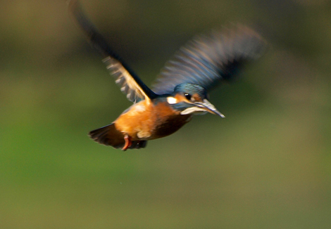 ALCEDO ATTHIS (Martín Pescador) en una secuencia, navegando por una madre del río.

Por Towsillo