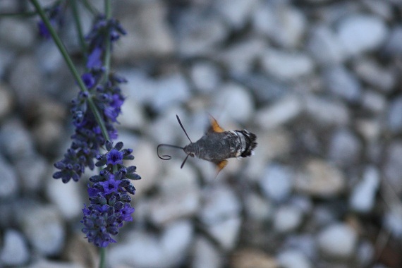 Esta mañana, de pura casualidad y sobre las lavandas, he visto por vez primera a esta esfinge colibrí (Macroglossum stellatarum L.)
