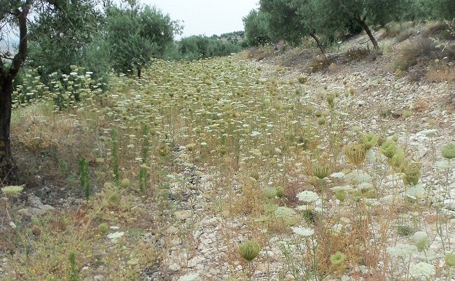 La zanahoria silvestre tiene una particularidad muy curiosa: en el centro de la inflorescencia de flores blancas aparece un flor oscura, que actúa como un auténtico cimbel.

Joaquín