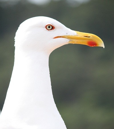 Me llamó la atención, al fotografiar el viernes a esta gaviota patiamarilla (Larus michahellis lusitanius) en las islas Cíes, la claridad de sus ojos.

Mónica Fernández-Aceytuno