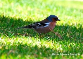 Buscando alimento para su única cría superviviente.



Mario Albarca Morejón