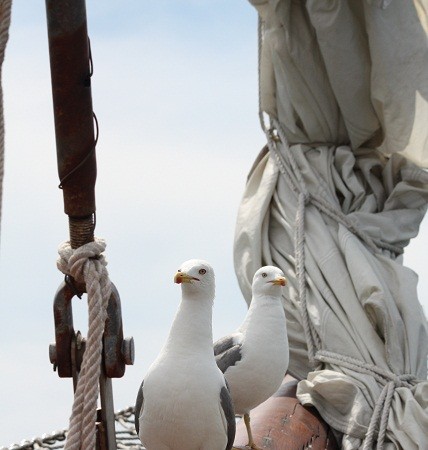 Te ven arribar desde el cielo. Y antes de que el ancla toque el agua, ya están posadas en la claridad de los cabos, junto al trapo de las velas.

Mónica Fernández-Aceytuno