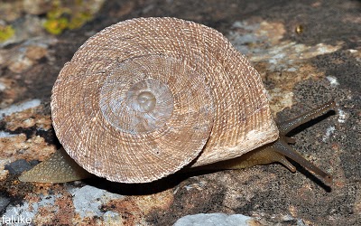 Su concha aplanada le permite cobijarse dentro de las fisuras y grietas de las rocas calizas o bajo grandes piedras, donde se refugia de las temperaturas extremas y radiación solar dentro de condiciones ambientales muy duras.

Faluke