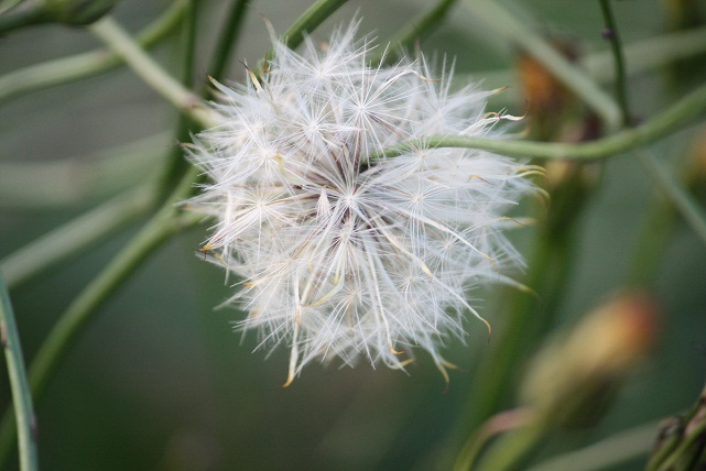 Diente de León, Taraxacum dens-leonis, ayer por la tarde, a punto de deshacerse en semillas.      Mónica Fernández-Aceytuno
Sigue aceytuno.com en FACEBOOK