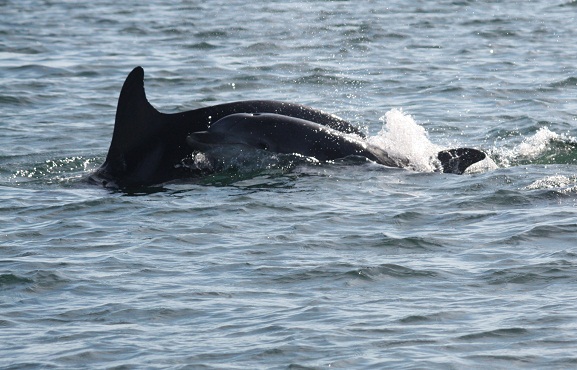 Como casi todos los veranos, a primera hora de la mañana, ayer se vieron en la ría crías de delfines mulares nadando, al unísono, junto a sus padres.

Mónica Fernández-Aceytuno